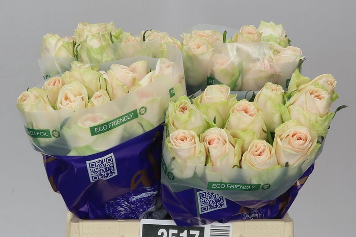 Rosa Gr Wedding Rose