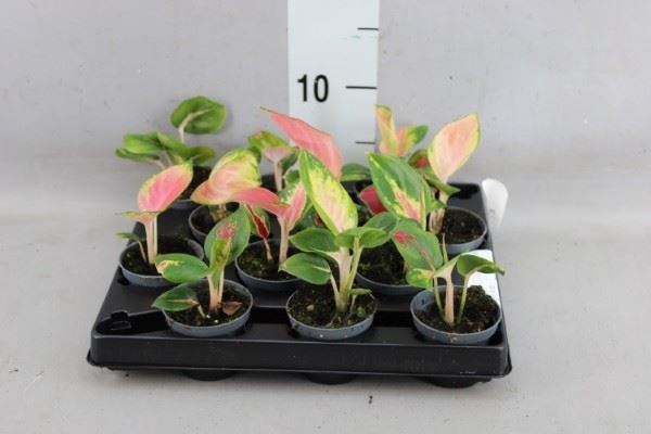 Aglaonema   ...