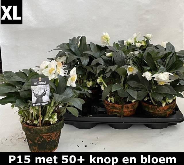 <h4>HELLEBORUS WINTER FLEUR P15 50+ TERRACOTTA</h4>