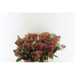 Skimmia Rubella Red