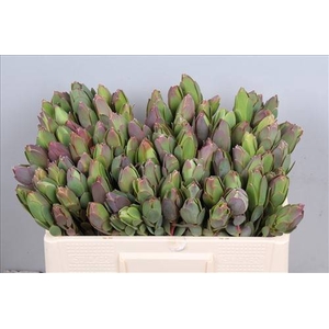 Leucad Discolor Single