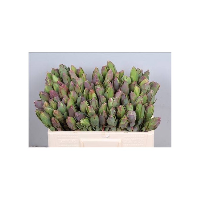 <h4>Leucad Discolor Single</h4>