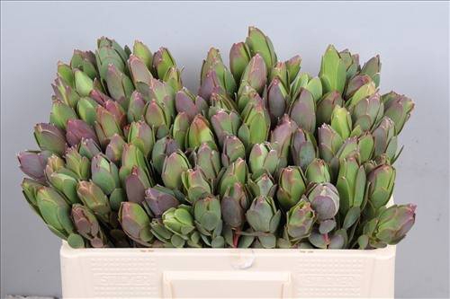 Leucad Discolor Spray