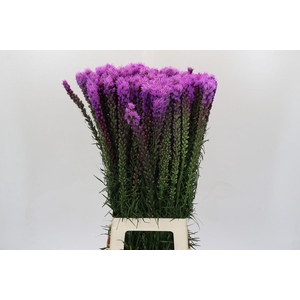 Liatris Spicata