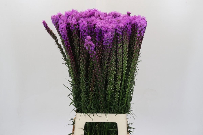 <h4>Liatris Spicata</h4>