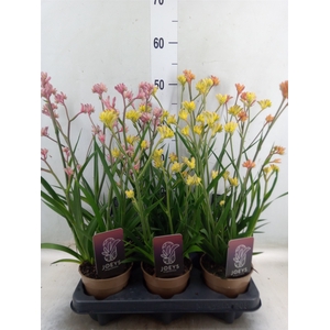 Anigozanthos   ...mix