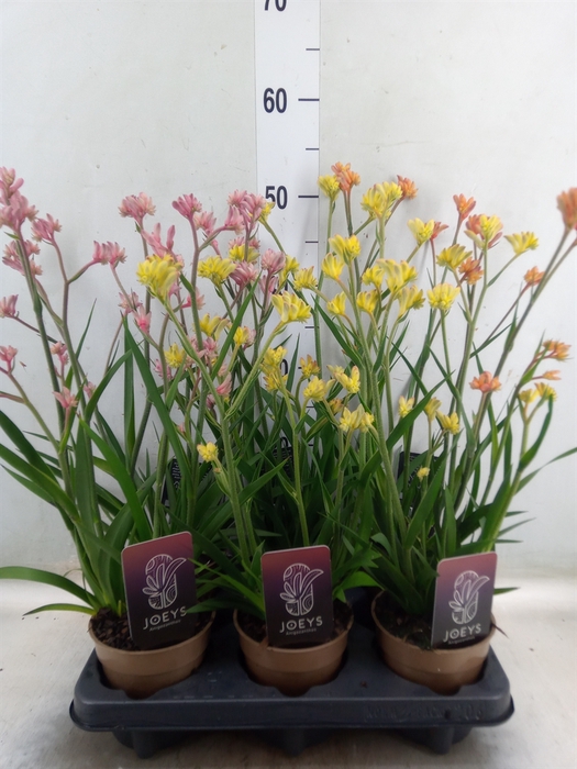 <h4>Anigozanthos   ...mix</h4>