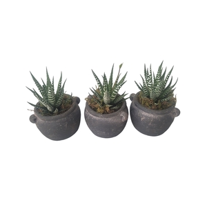 Arr.   Kamerplant Groen L%