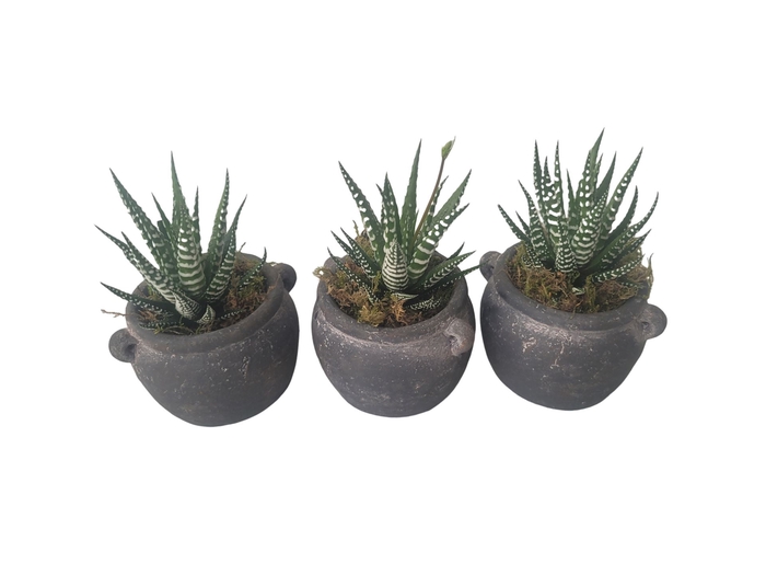<h4>Arr.   Kamerplant Groen L%</h4>