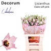 Lisianthus Claire Soft pink 70cm