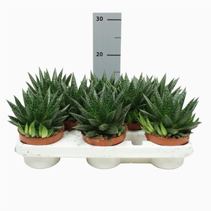 Gasteria