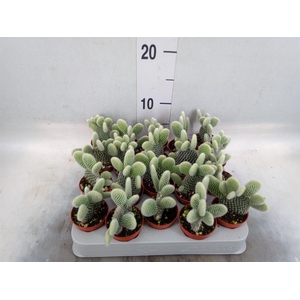 Opuntia microdasys 'Albispina'
