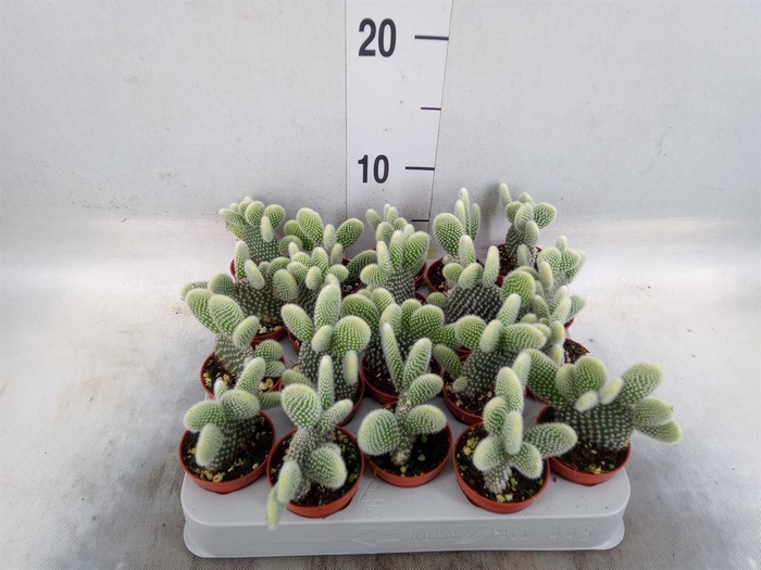 <h4>Opuntia microdasys 'Albispina'</h4>