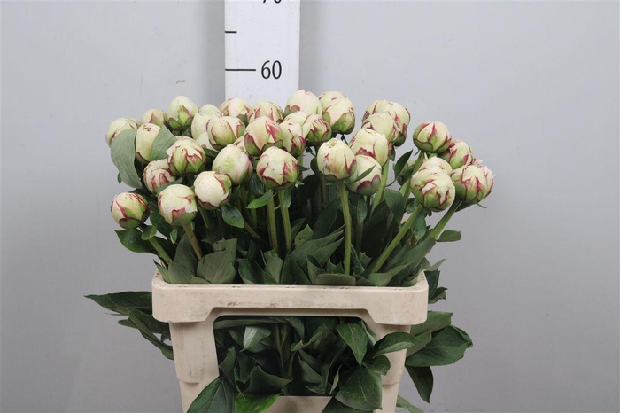 <h4>Paeo L Odile</h4>