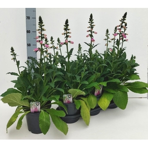 DIGI PURPUREA