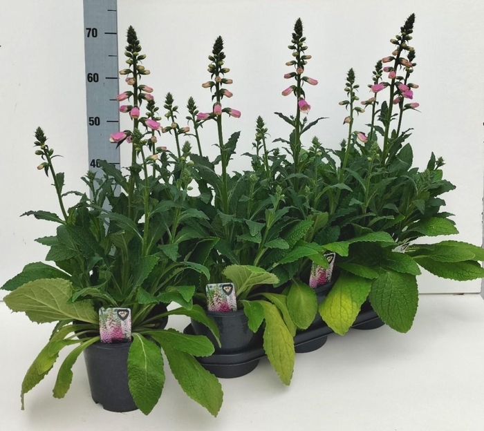 <h4>DIGI PURPUREA</h4>