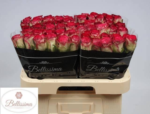 <h4>R GR CARICE!</h4>