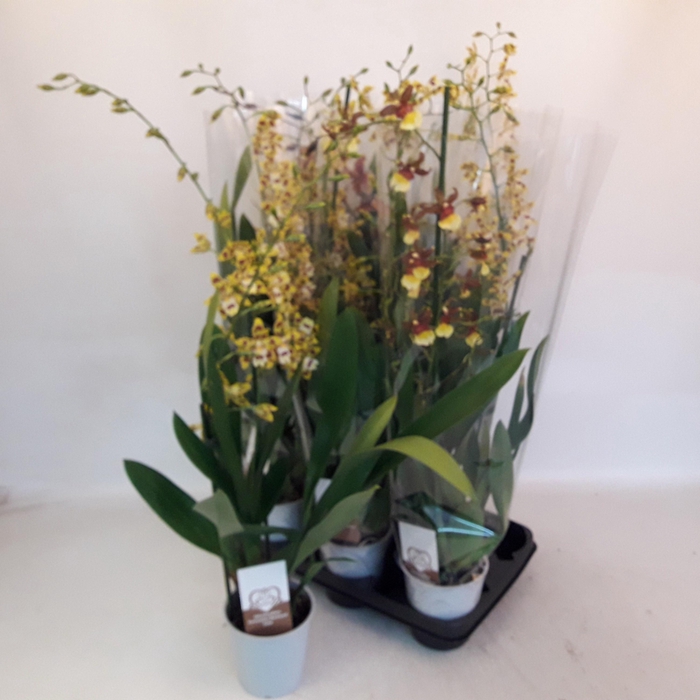 <h4>VUYLST PLUSH</h4>