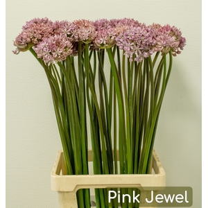 ALLIUM PINK JEWEL