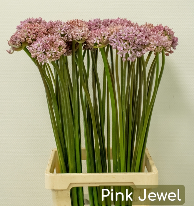 <h4>ALLIUM PINK JEWEL</h4>