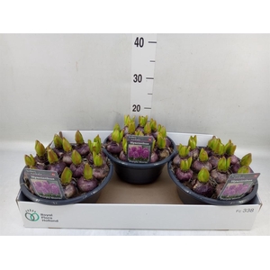 Hyacinthus orie.   ...