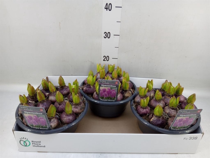 <h4>Hyacinthus orie.   ...</h4>