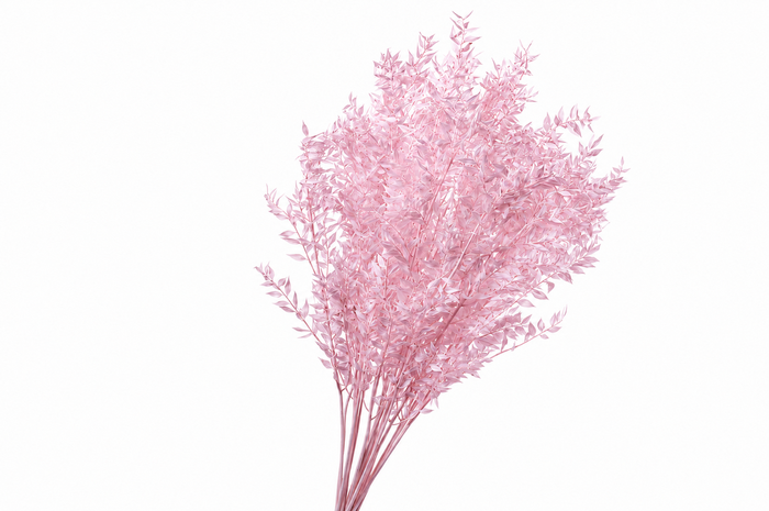 <h4>Dried Bleached Ruscus Light Pink</h4>