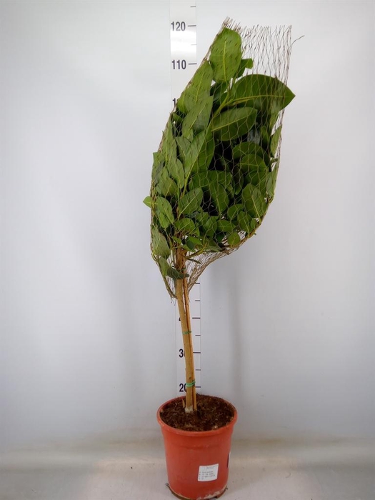 <h4>Ficus   ...</h4>