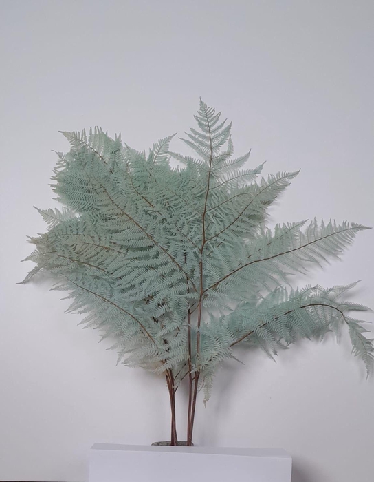 <h4>GESTABILISEERD VAREN LICHTBLAUW</h4>