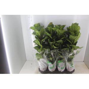 FICUS LYRATA BAMBINO P15 COMPACTO