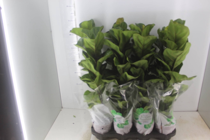 <h4>FICUS LYRATA BAMBINO P15 COMPACTO</h4>