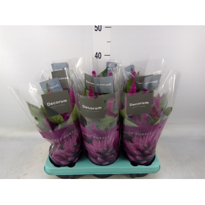 Celosia spic. 'Deep Purple'