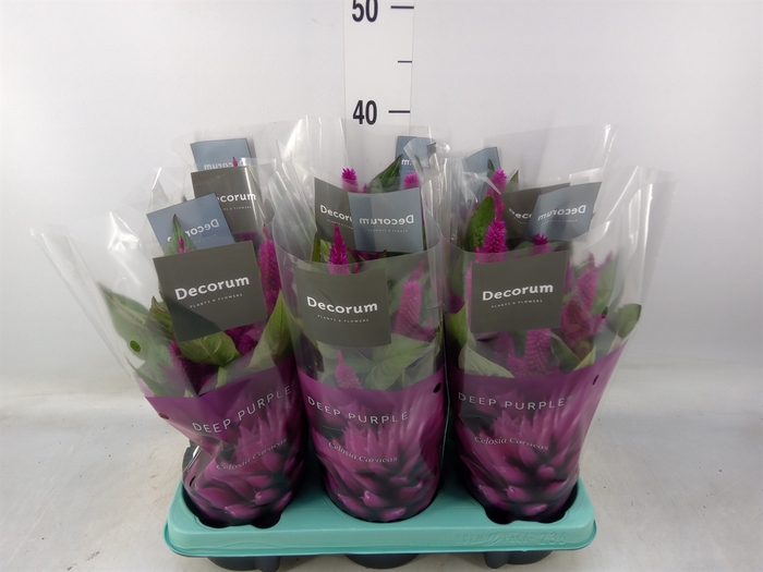 <h4>Celosia spic. 'Deep Purple'</h4>