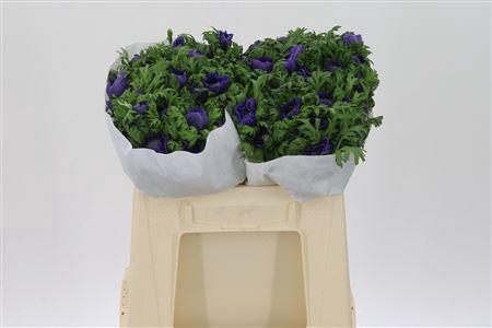 <h4>Anem Co Levante Double Blue</h4>