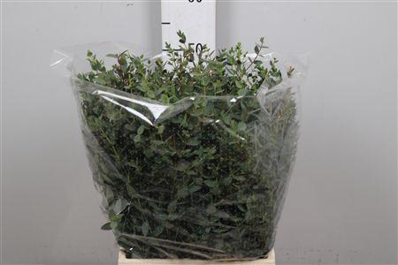 <h4>Euc Parvifolia Per Bunch 150 Gram Extra</h4>