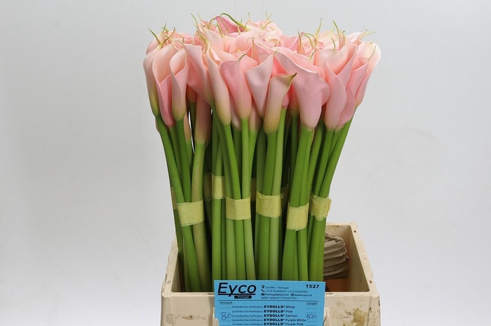 <h4>Zantedeschia Eydolls Salmon</h4>