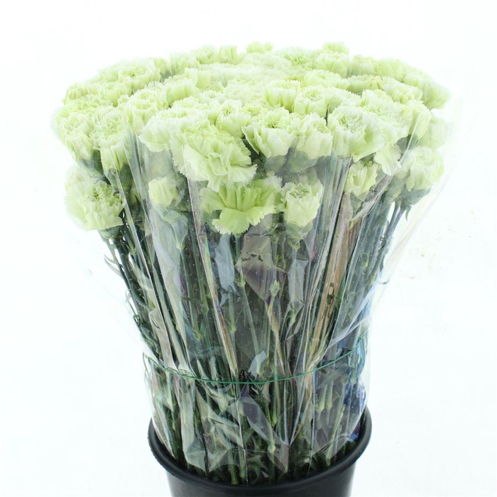 <h4>Di St Goblin Groen</h4>