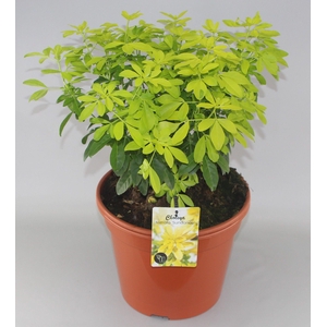 Choisya ternata Sundance C10