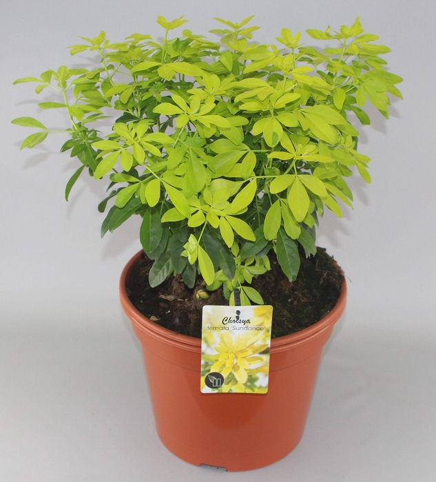 <h4>Choisya ternata Sundance C10</h4>