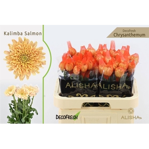 Chr G Kalimba Salmon