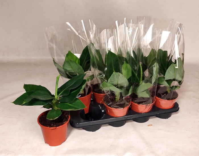 <h4>MUSA TROPICANA</h4>