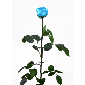 Roos op steel standard Turquoise