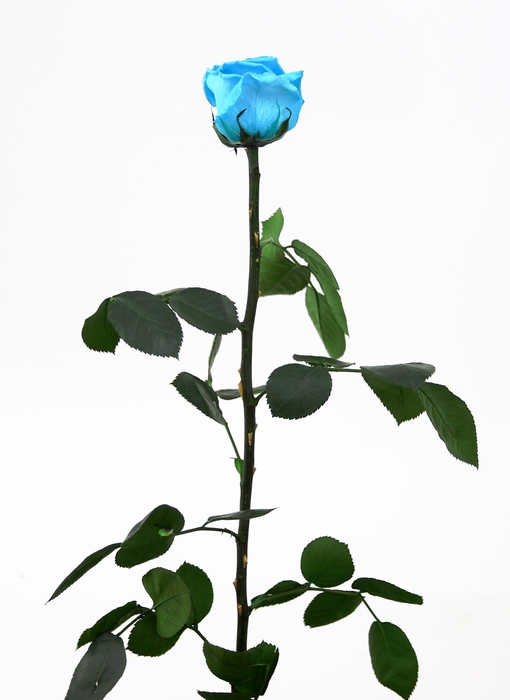 Roos op steel standard Turquoise
