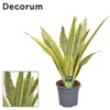 Sansevieria Aubrytniana Lauren (Decorum)