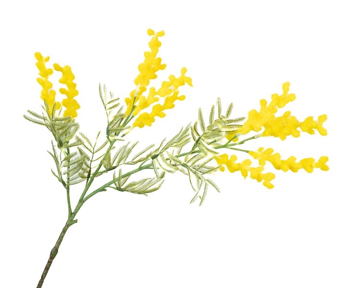 <h4>Mimosa Yellow</h4>