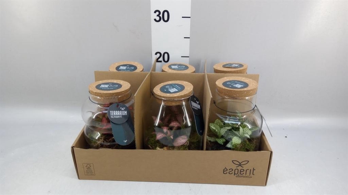 <h4>Arr. Planten L%</h4>