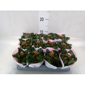 Kalanchoe  'Else Flowers Oakley'