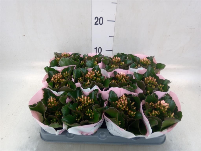 <h4>Kalanchoe  'Else Flowers Oakley'</h4>