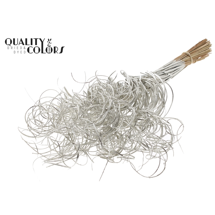 <h4>Palm Curly TT 3pc/tuft - 33 tuft/bunch Platina</h4>