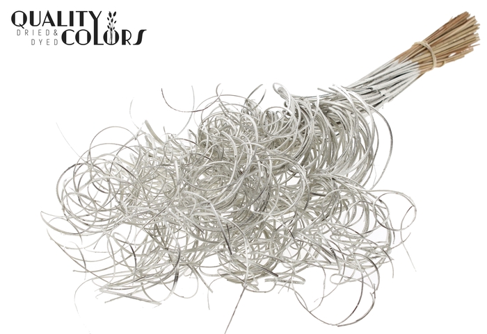 Palm Curly TT 3pc/tuft - 33 tuft/bunch Platina